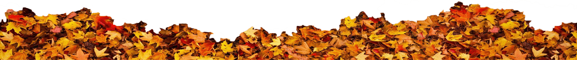 برگ های پاییزی ریخته روی زمین
